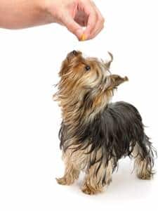 feeding teacup yorkie