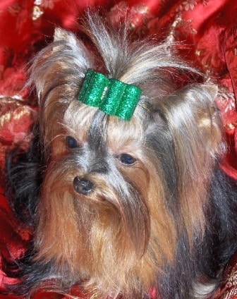 teacup yorkshire terrier